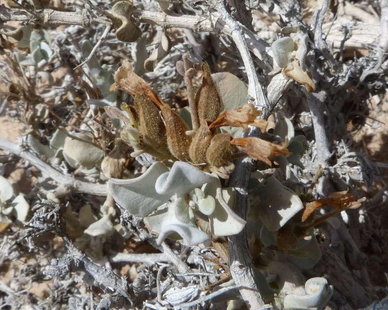 Petalidium pilosibracteolatum