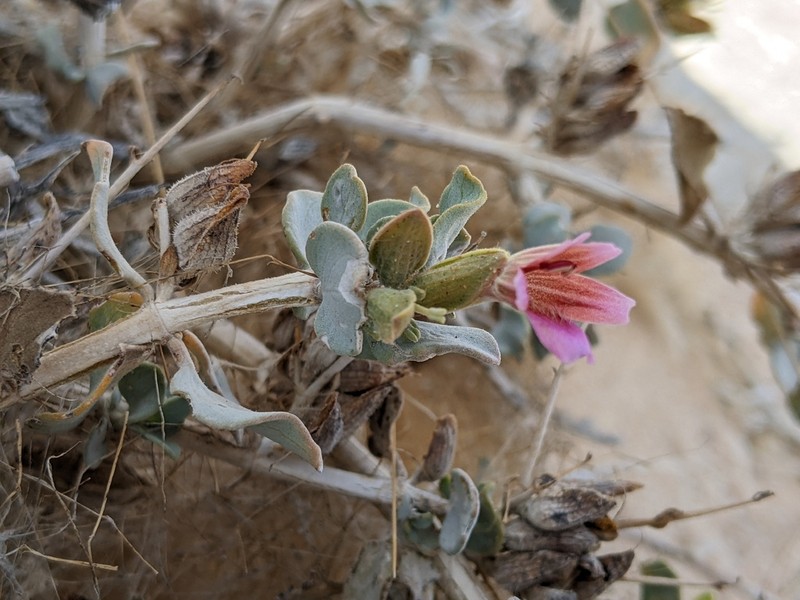 Petalidium pilosibracteolatum photo 2
