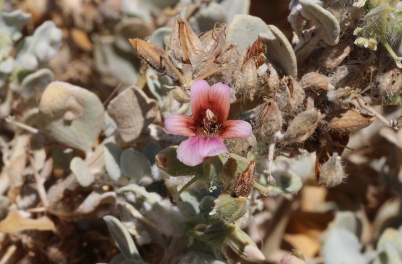 Petalidium pilosibracteolatum photo 3