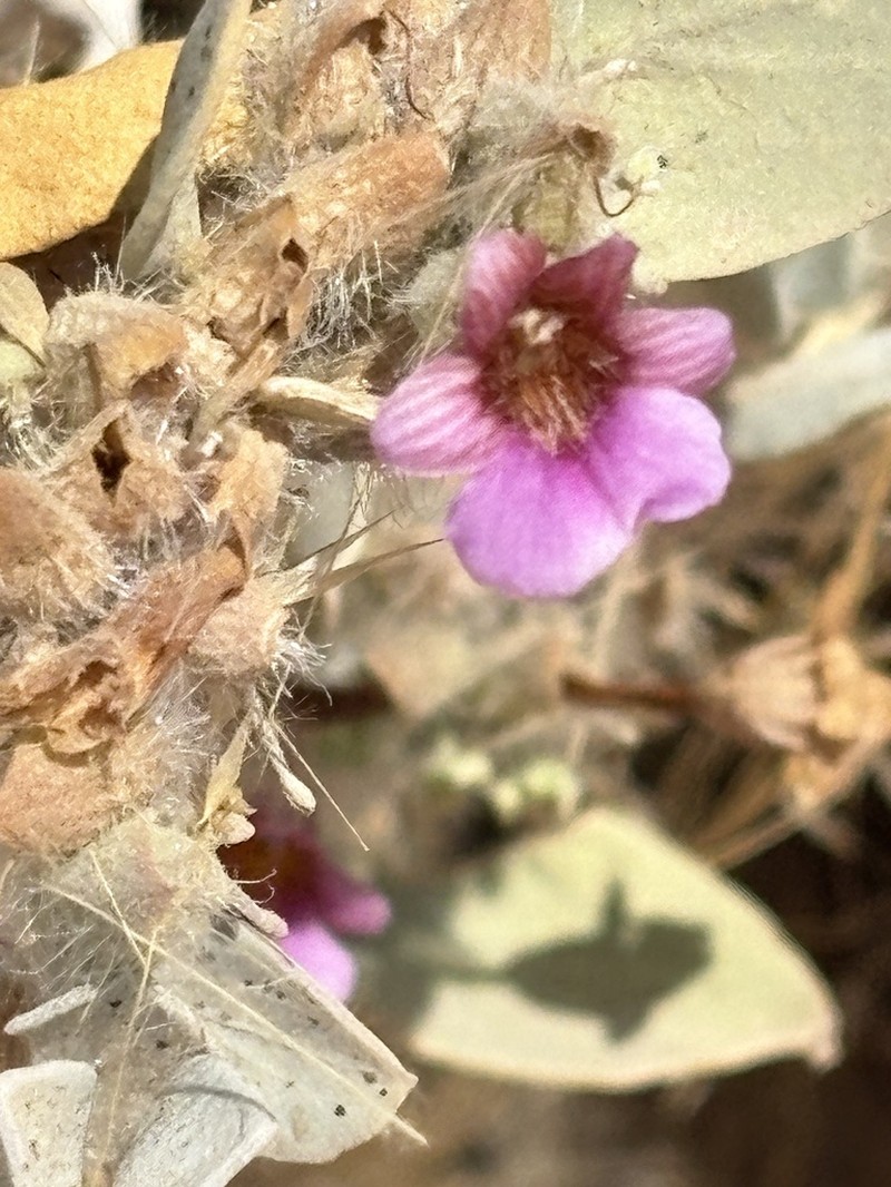 Petalidium pilosibracteolatum photo 4