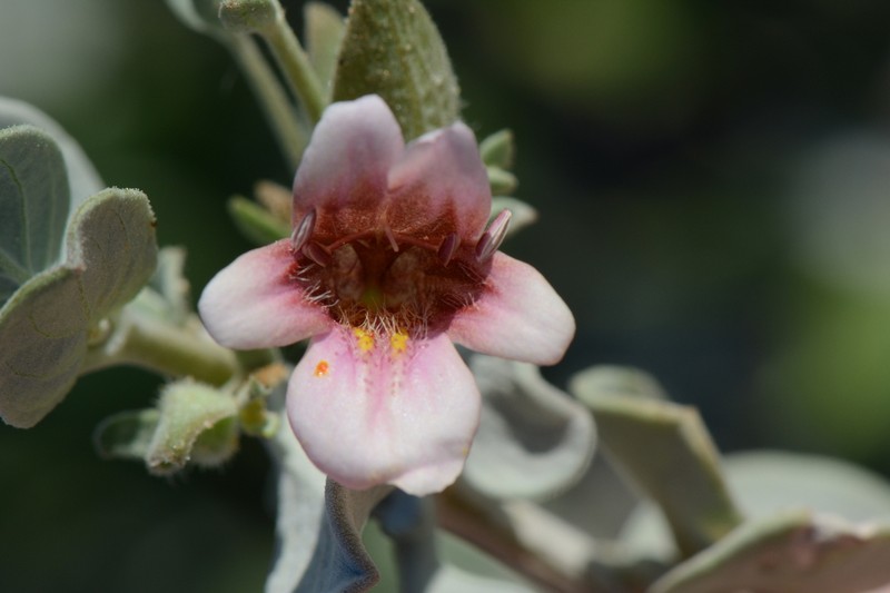 Petalidium pilosibracteolatum photo 5