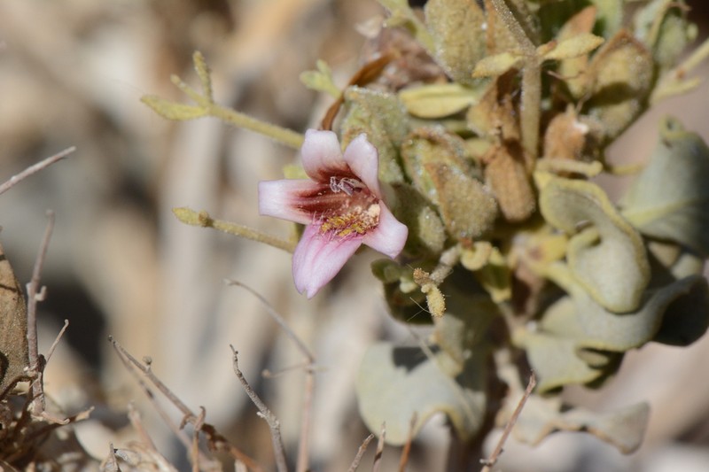 Petalidium pilosibracteolatum photo 6