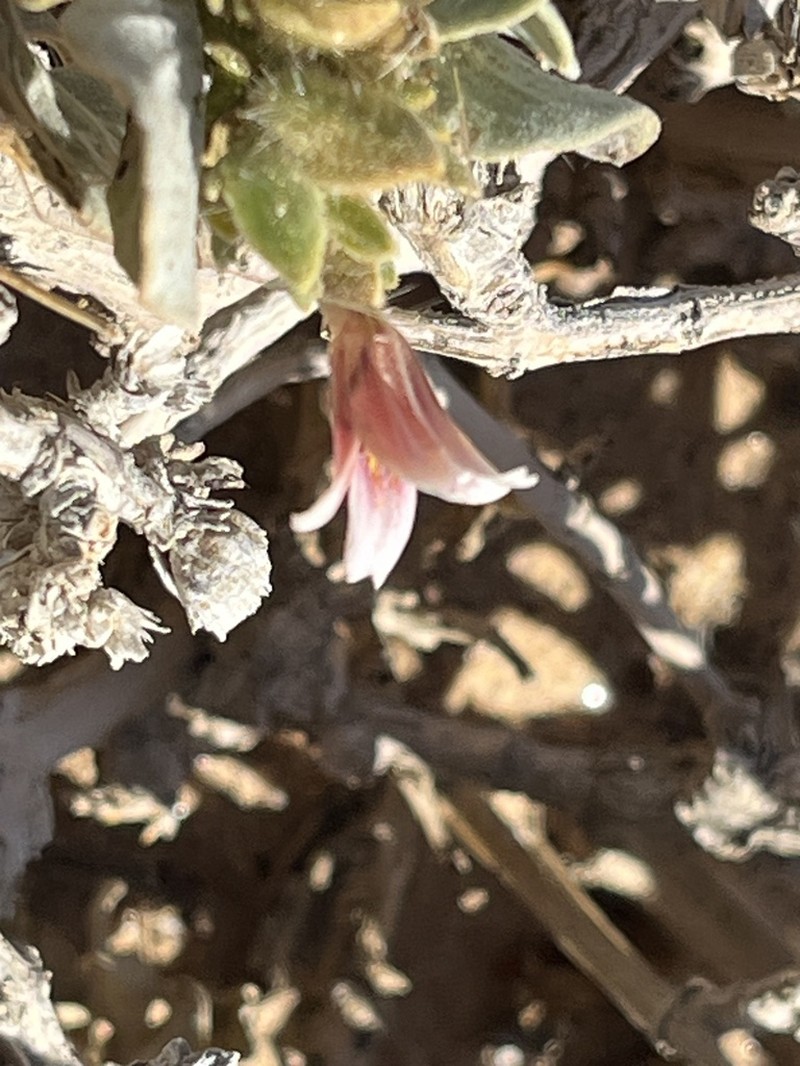 Petalidium pilosibracteolatum photo 7