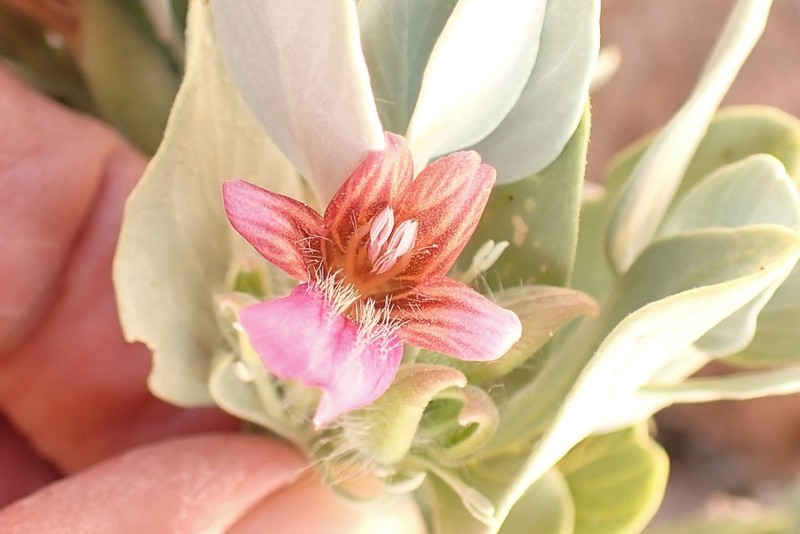 Petalidium pilosibracteolatum photo 8