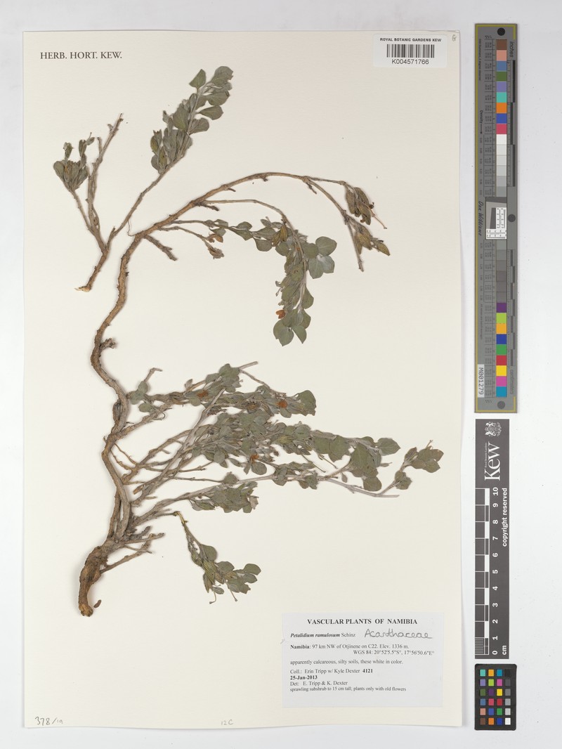 Petalidium ramulosum