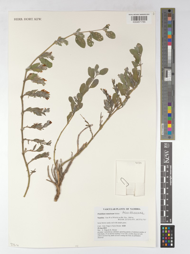 Petalidium ramulosum photo 2