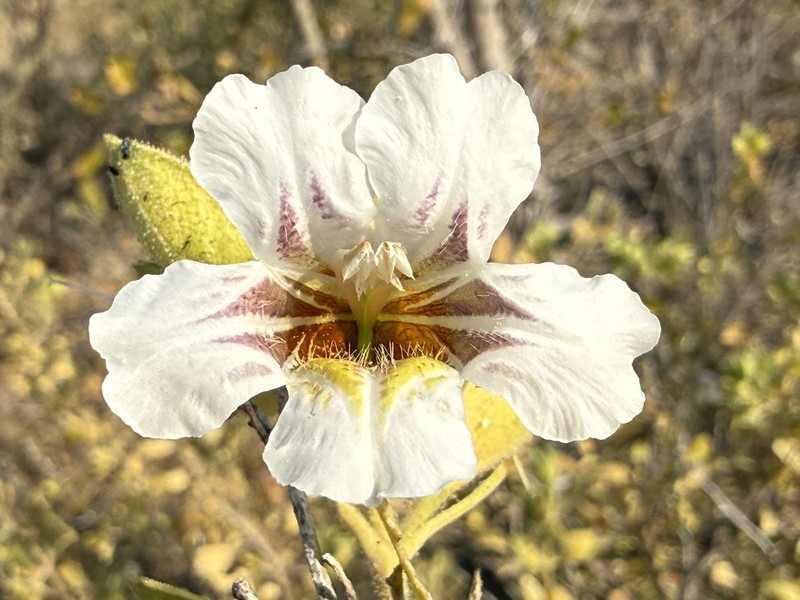 Petalidium rautanenii