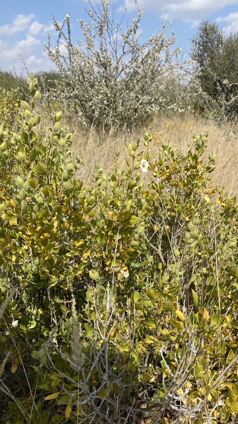Petalidium rautanenii photo 5