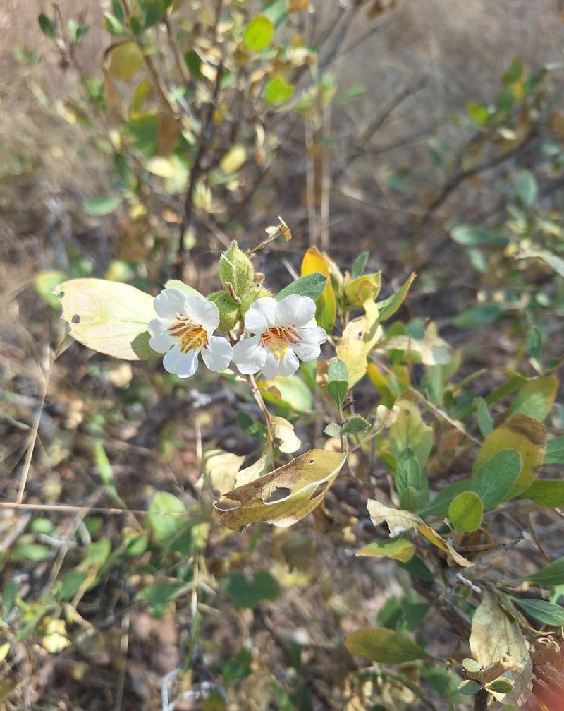 Petalidium rautanenii photo 7