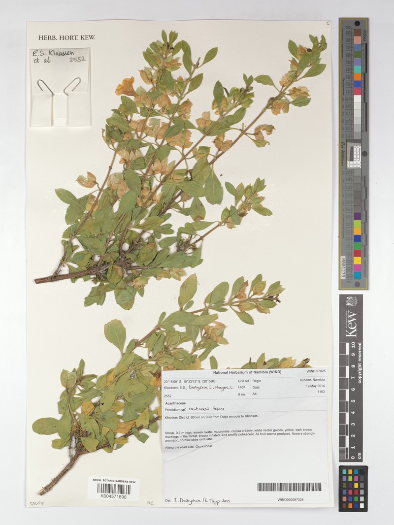 Petalidium rautanenii photo 8