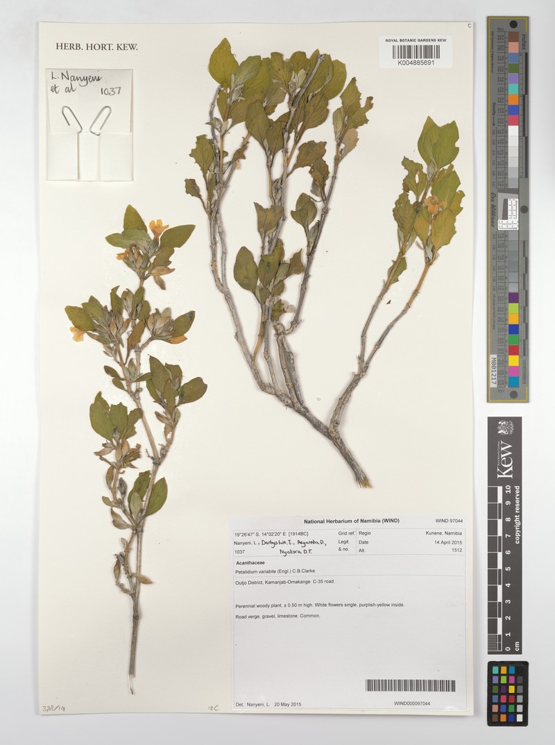 Petalidium rossmannianum
