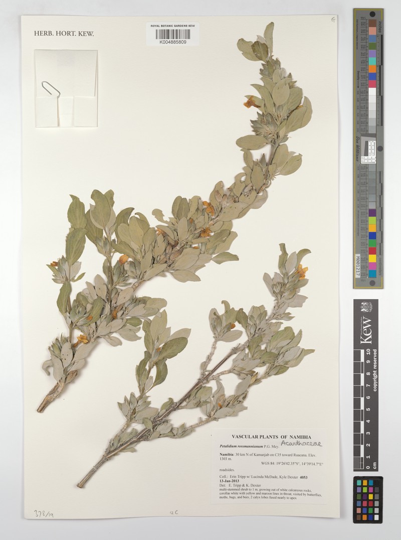 Petalidium rossmannianum photo 2