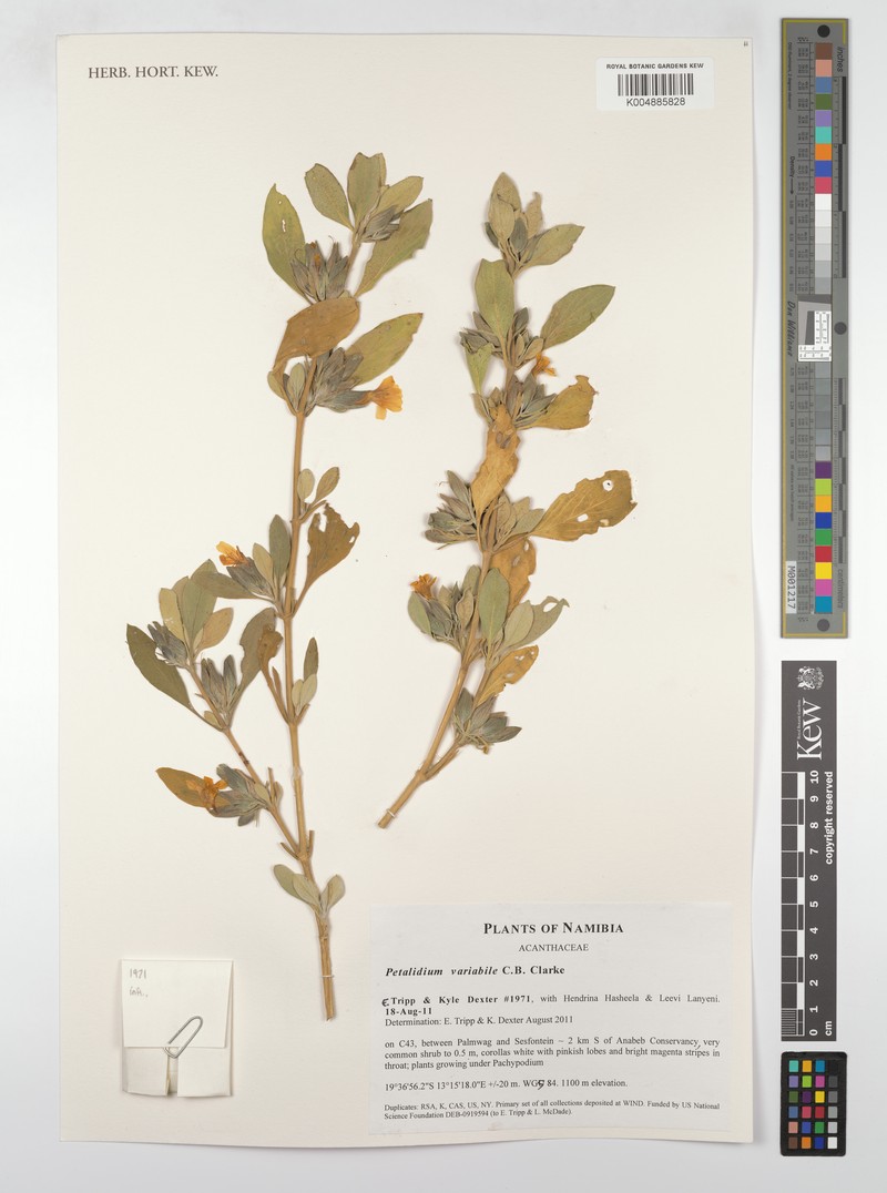 Petalidium rossmannianum photo 3