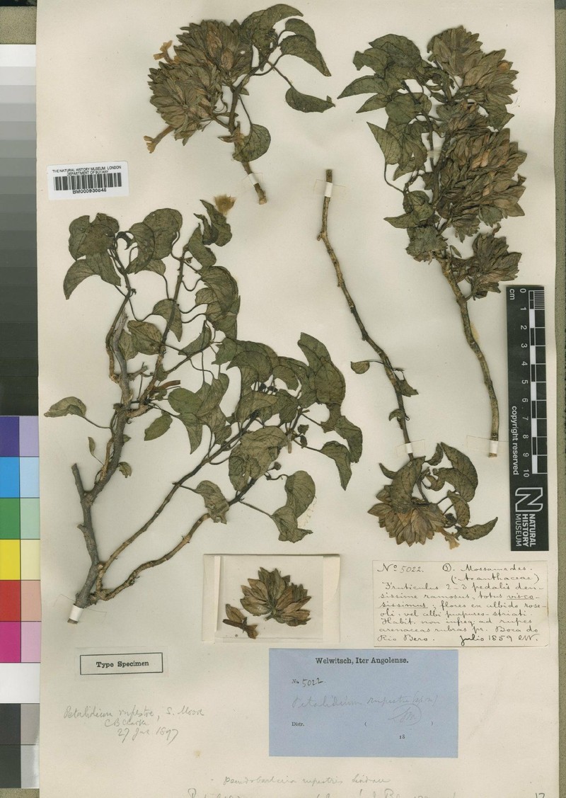 Petalidium rupestre