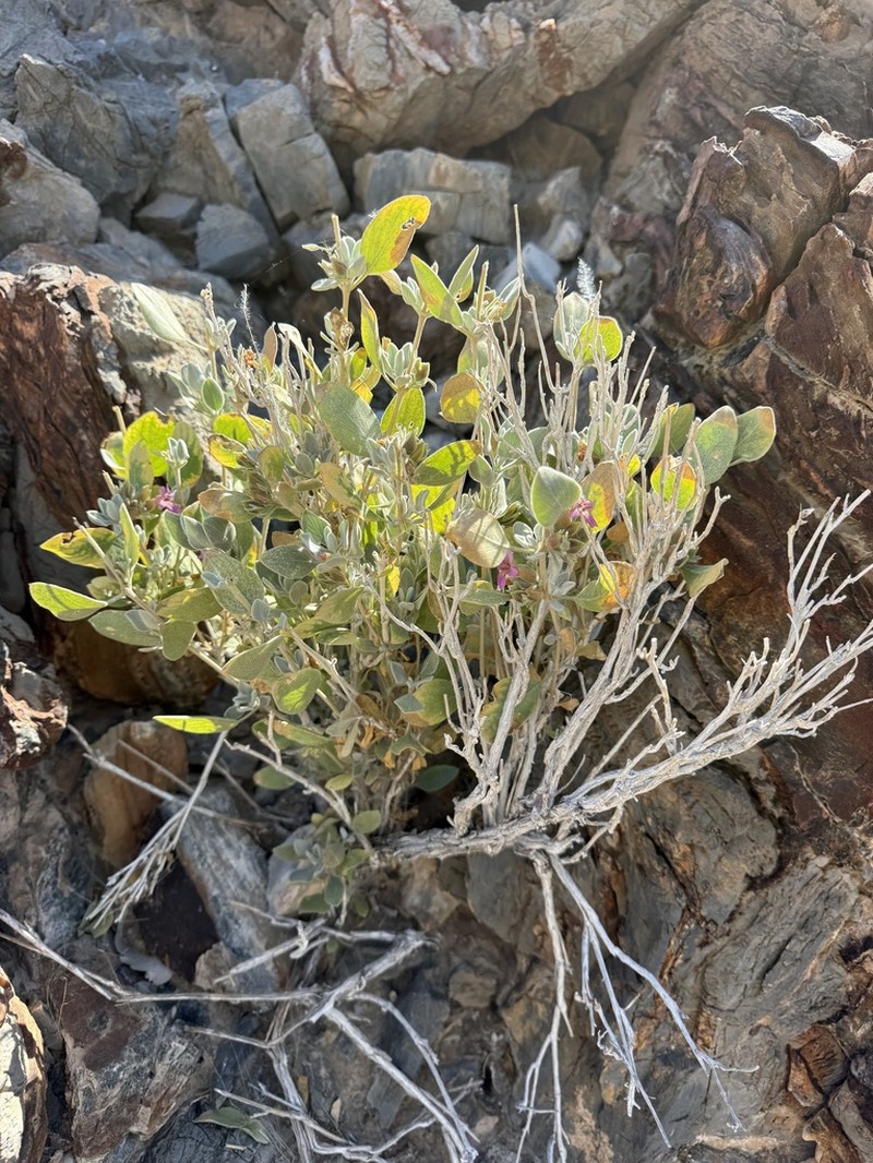 Petalidium sesfonteinense
