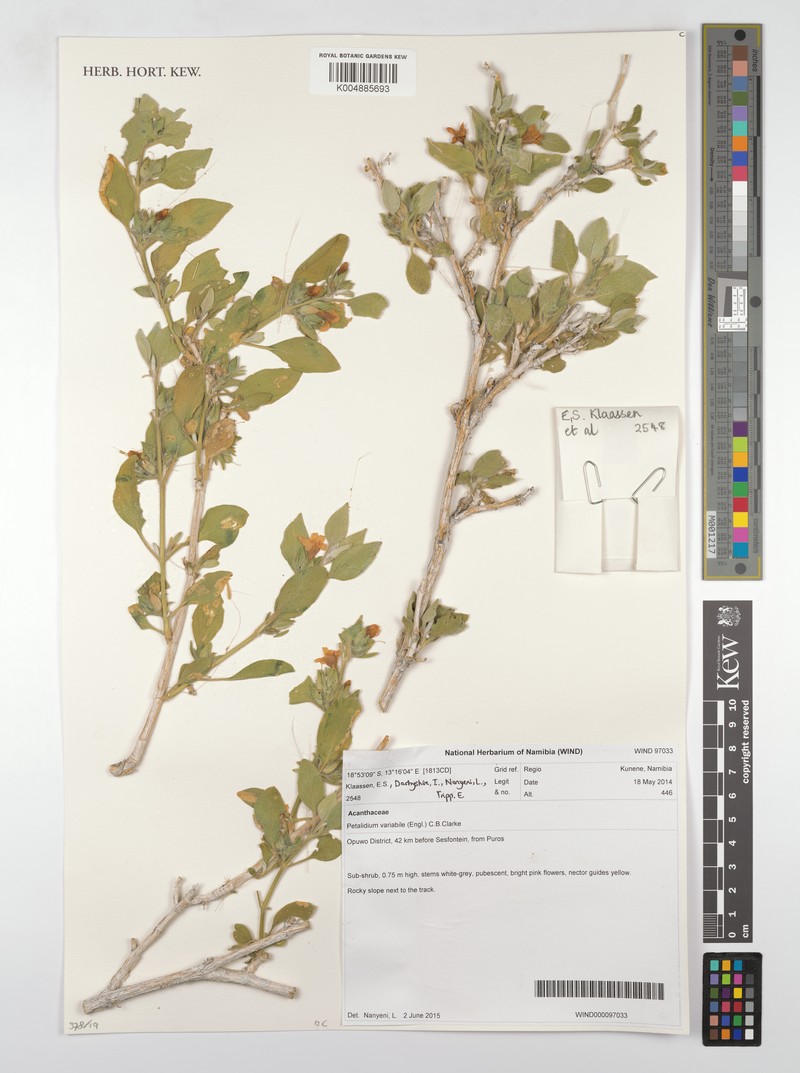 Petalidium sesfonteinense photo 2