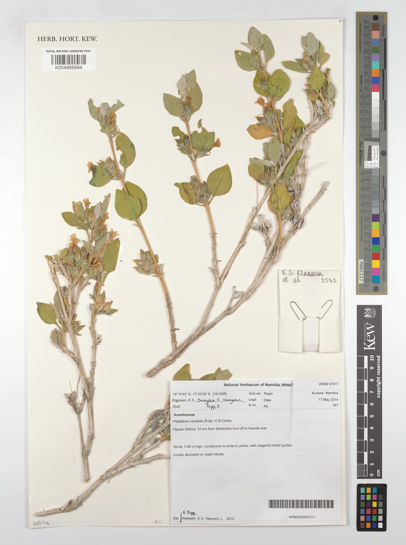 Petalidium sesfonteinense photo 3