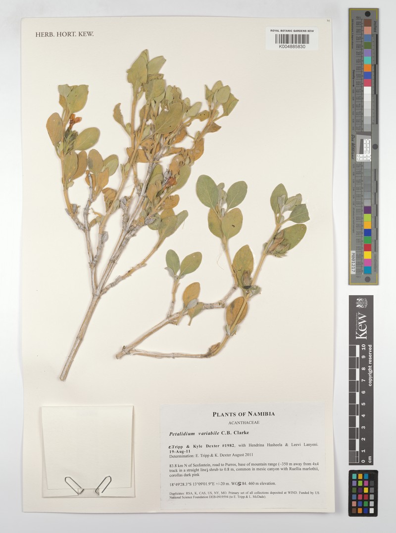 Petalidium sesfonteinense photo 4
