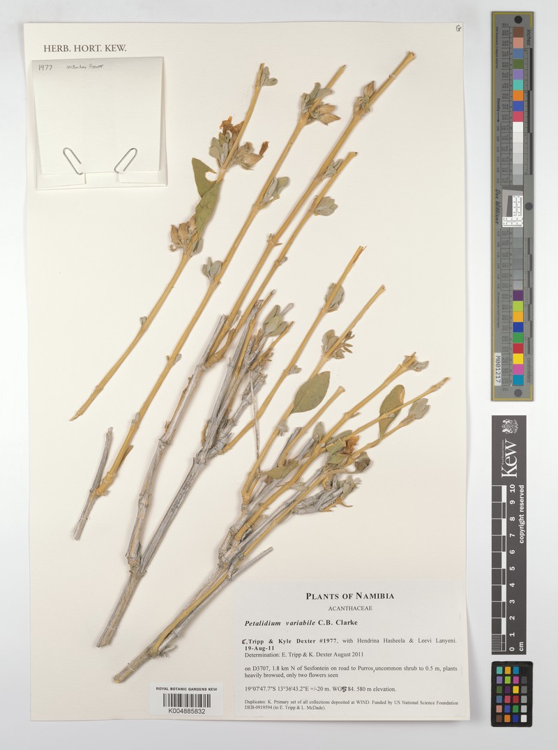 Petalidium sesfonteinense photo 5
