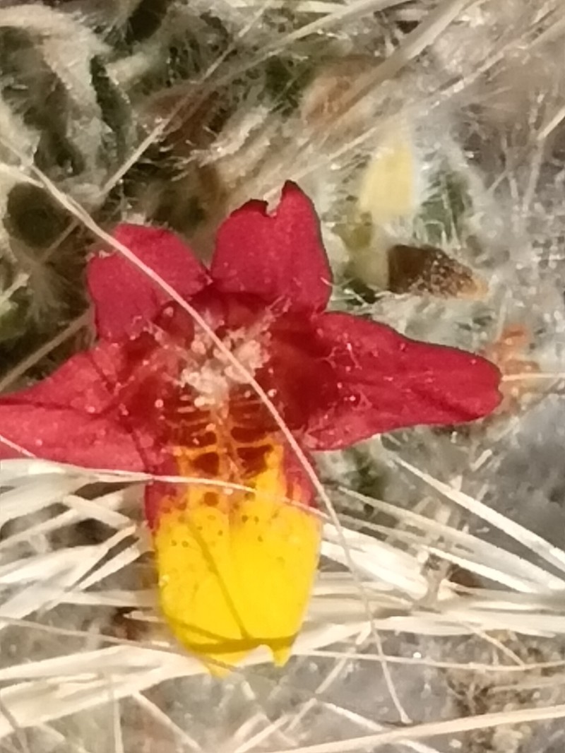 Petalidium setosum