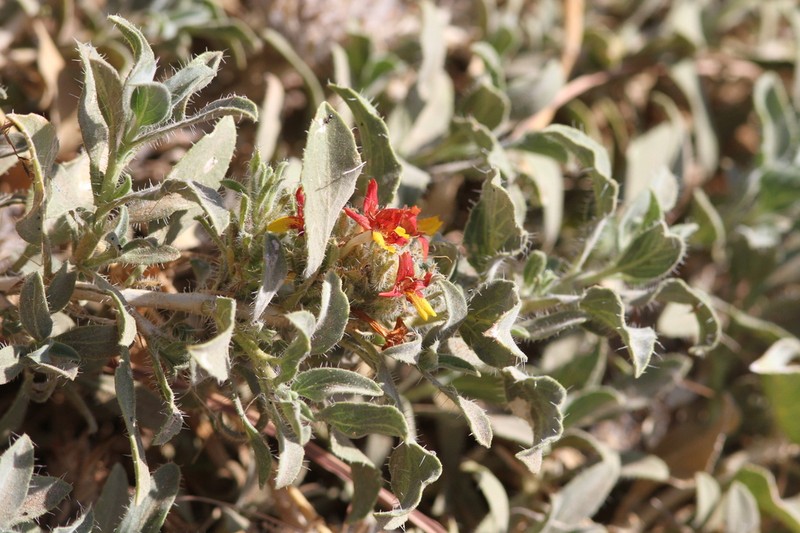 Petalidium setosum photo 3