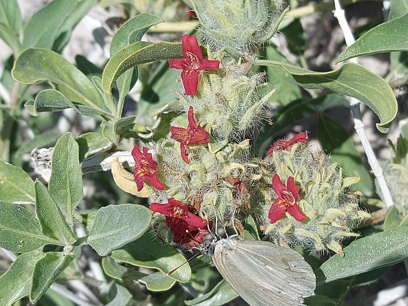Petalidium setosum photo 4