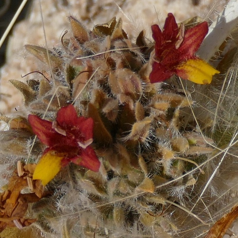 Petalidium setosum photo 5