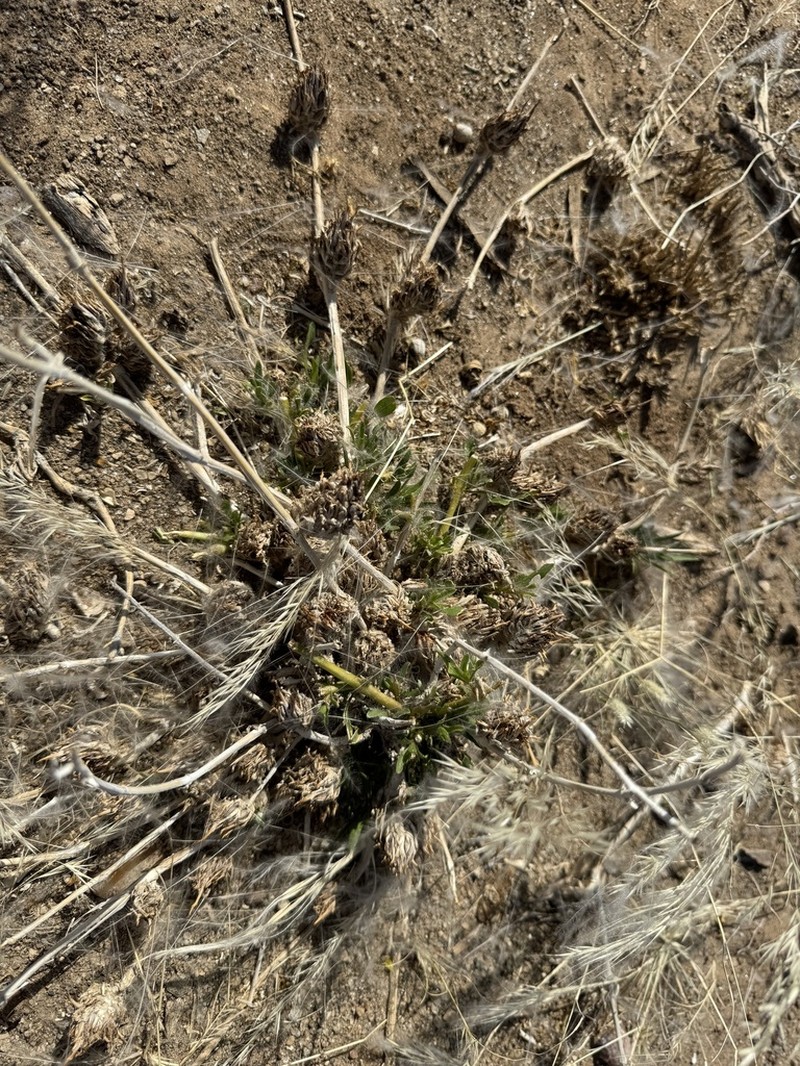 Petalidium setosum photo 6