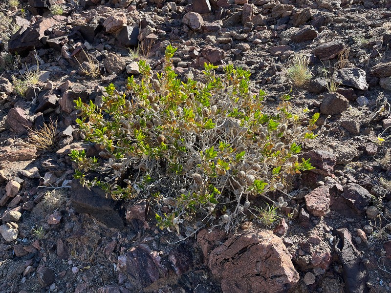 Petalidium setosum photo 7