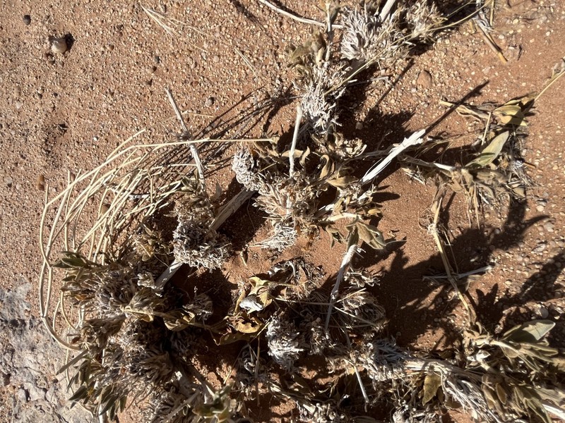 Petalidium setosum photo 8
