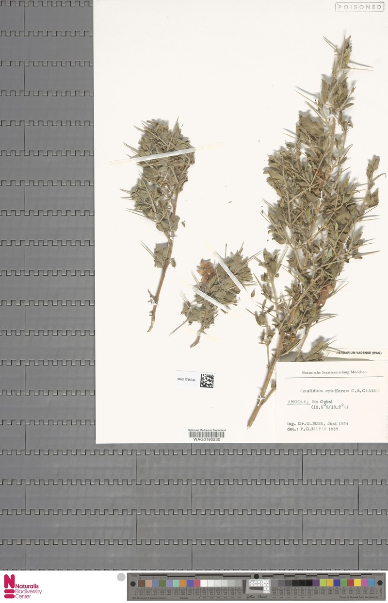 Petalidium spiniferum