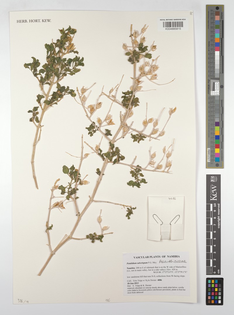 Petalidium subcrispum