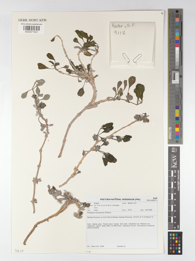 Petalidium tomentosum