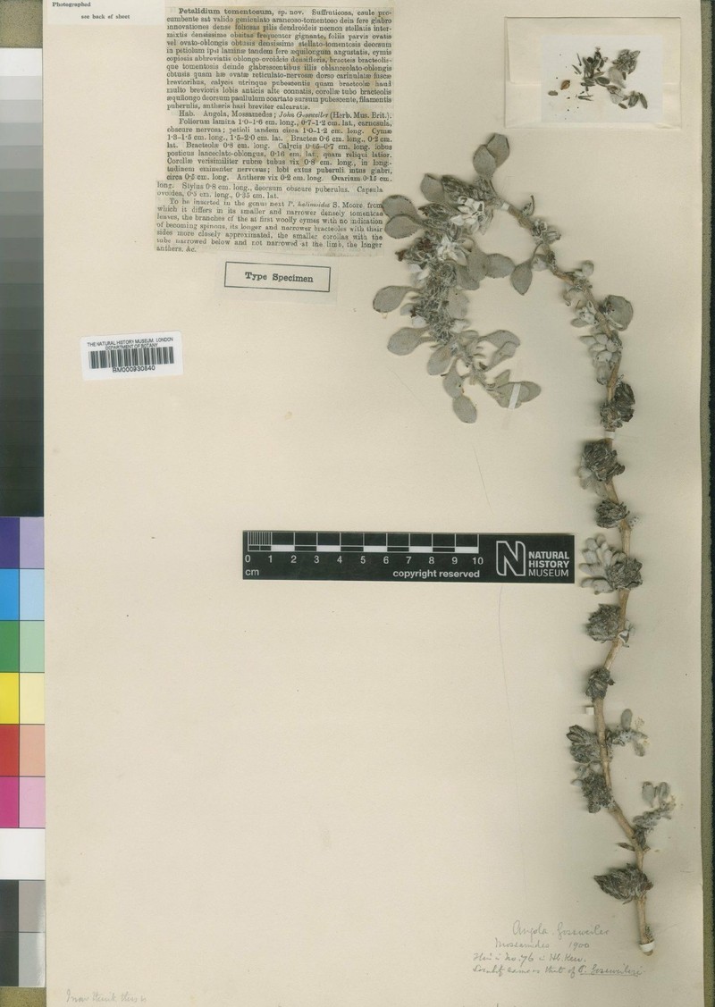 Petalidium tomentosum photo 2