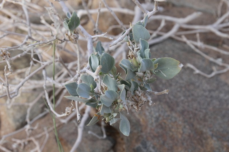 Petalidium variabile photo 5