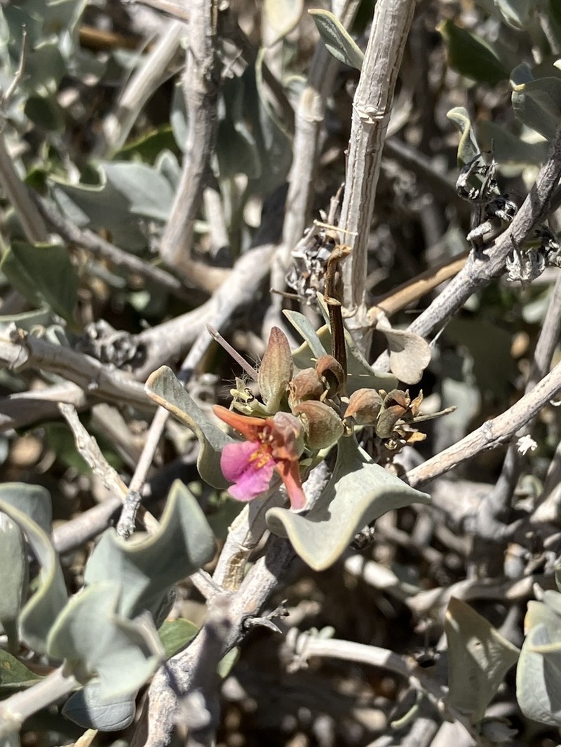 Petalidium variabile photo 6