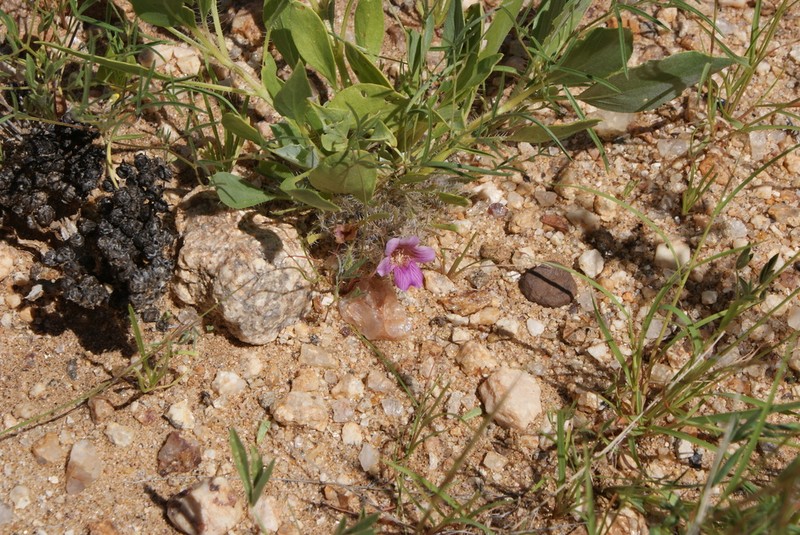 Petalidium variabile photo 7