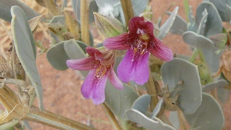 Petalidium variabile photo 8