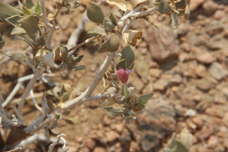 Petalidium welwitschii photo 3