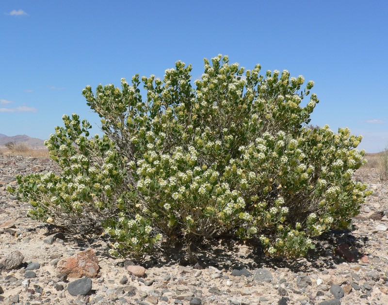 Parry's Sandpaper Plant photo 2