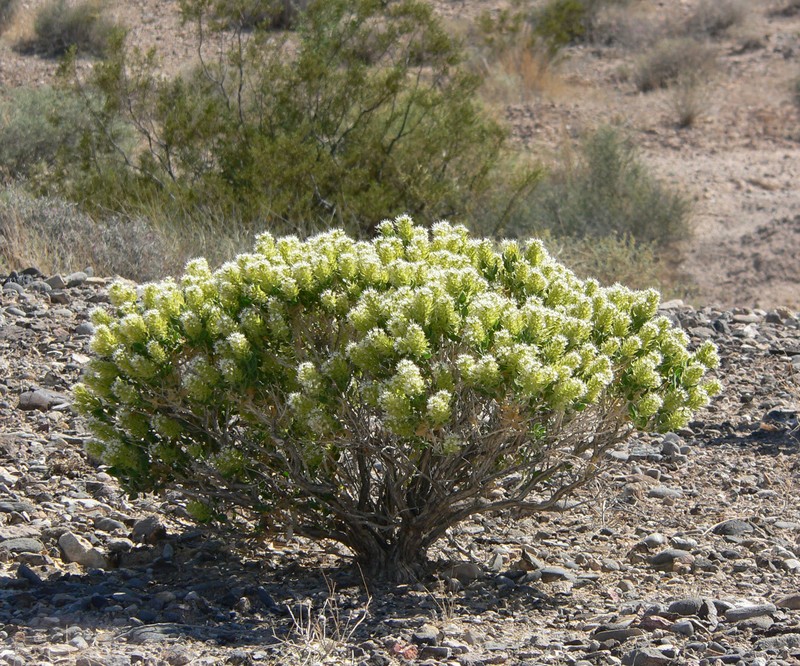 Parry's Sandpaper Plant
