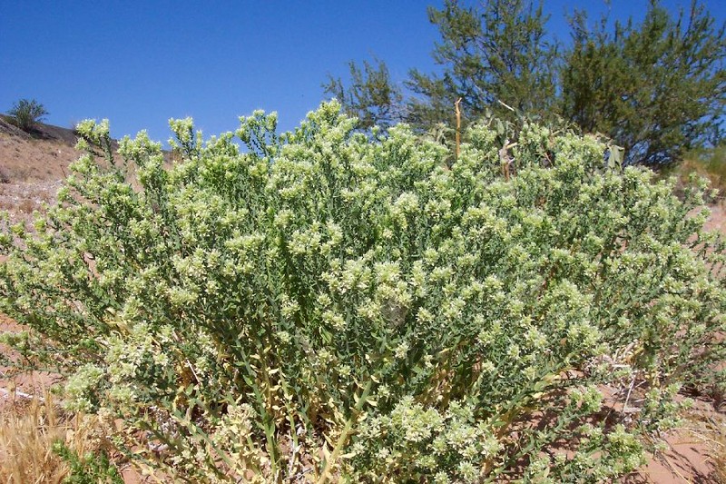 Thurber's Sandpaper Plant