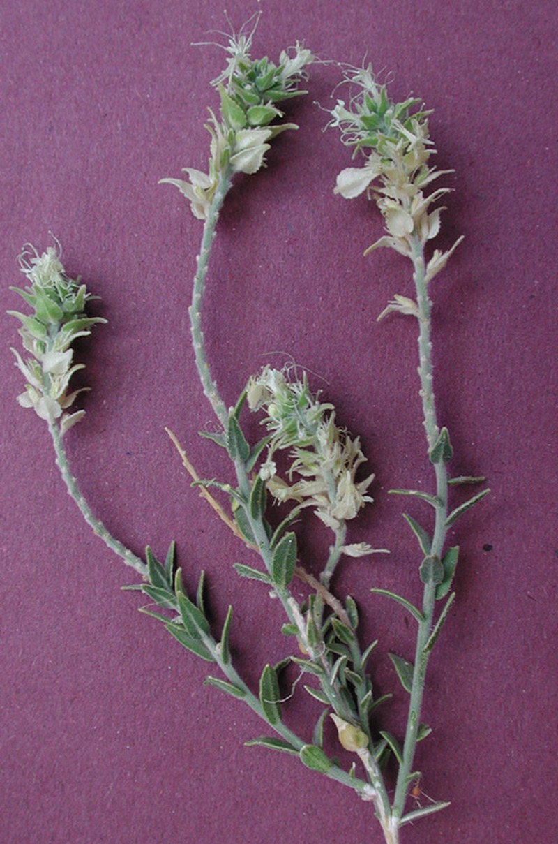 Thurber's Sandpaper Plant photo 2