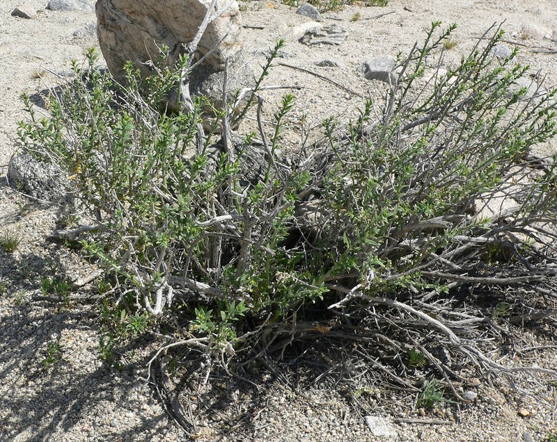 Thurber's Sandpaper Plant photo 3
