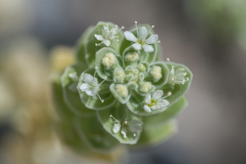 Narrowleaf Sandpaper Plant