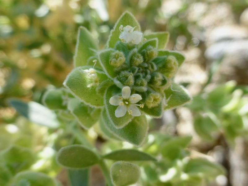 Narrowleaf Sandpaper Plant photo 2