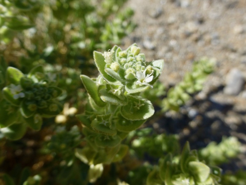 Narrowleaf Sandpaper Plant photo 3