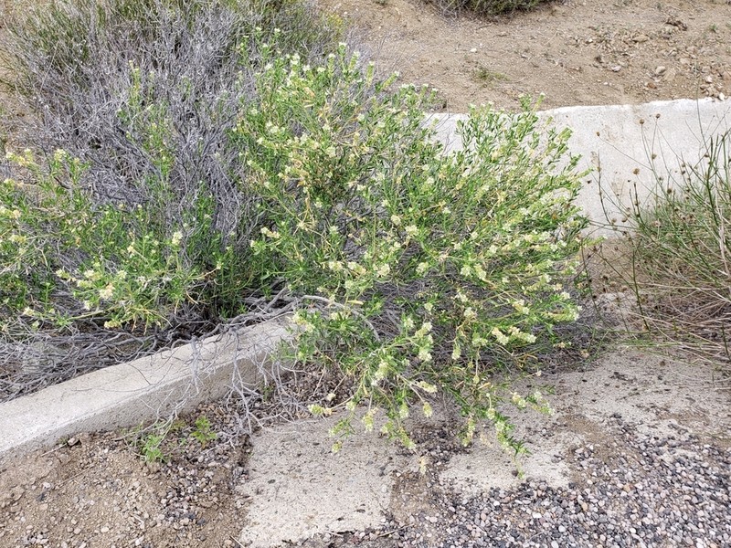 Narrowleaf Sandpaper Plant photo 4