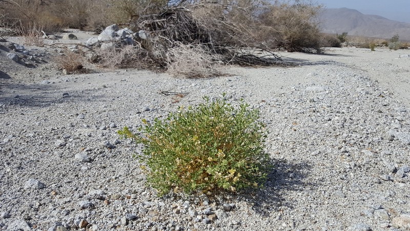 Narrowleaf Sandpaper Plant photo 5