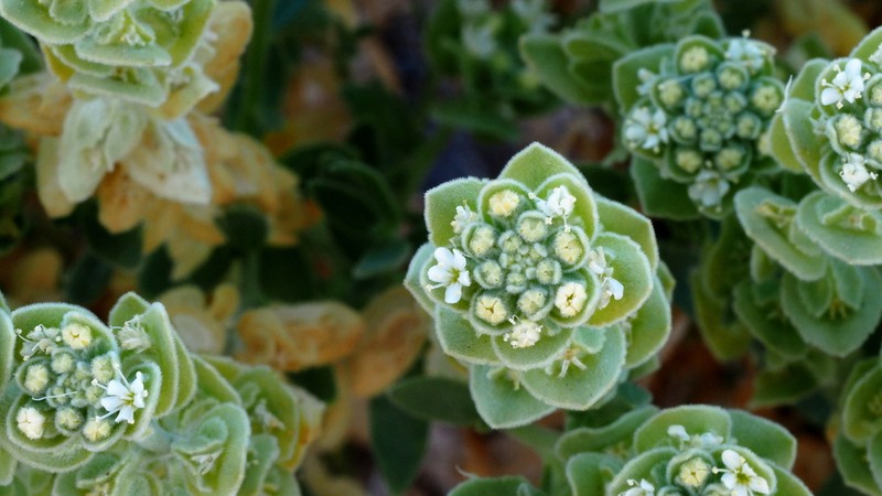 Narrowleaf Sandpaper Plant photo 6
